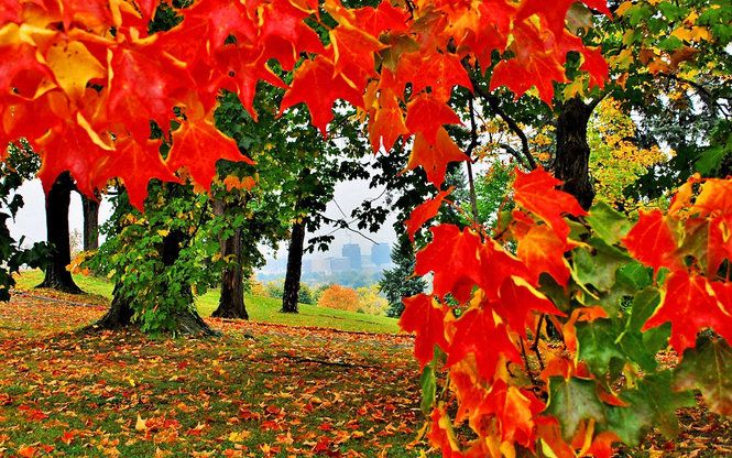 Fall Colors outside of Alexandria VA