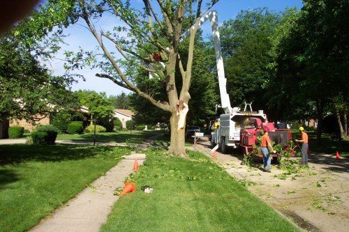 Tree Service Tree Removal Tree Trimming Alexandria Va
