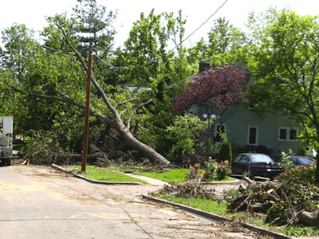 Tree Storm Damage in Alexandria VA