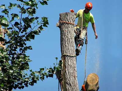Alexandria Tree Service Tree Removal