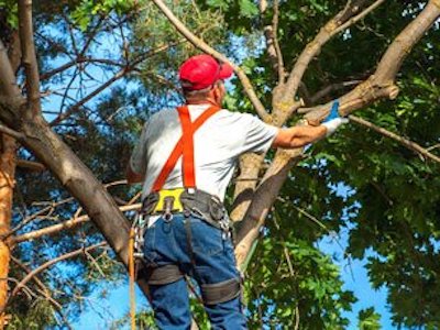 Tree Trimming with Alexandria Tree Service